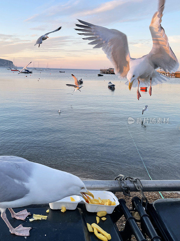 银鸥(Larus argentatus)栖息在海边黑色的硬塑料垃圾桶垃圾桶，从一次性外卖盒中拾取鱼和薯条，海鸥盘旋准备降落